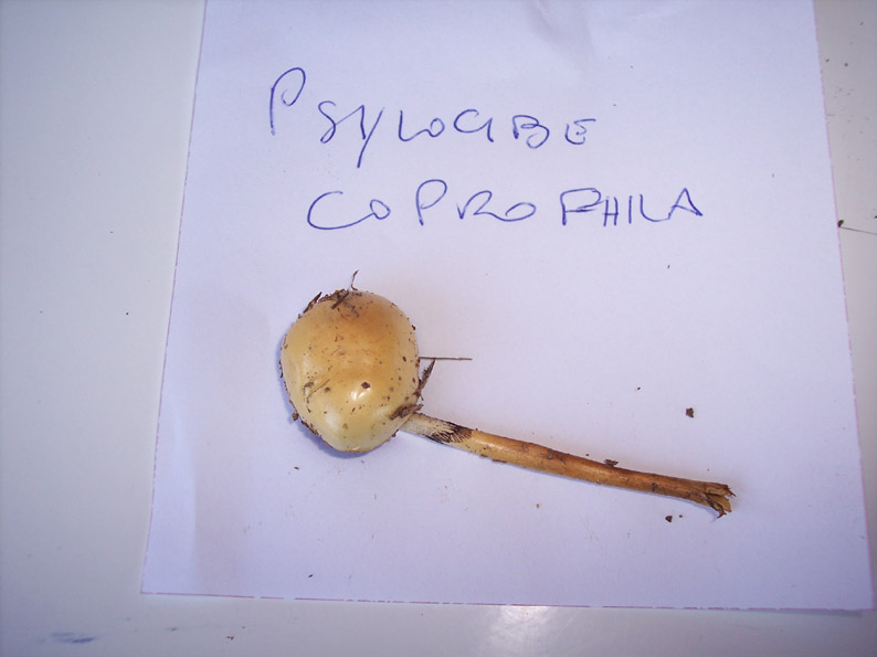 Bolbitius + Stropharia